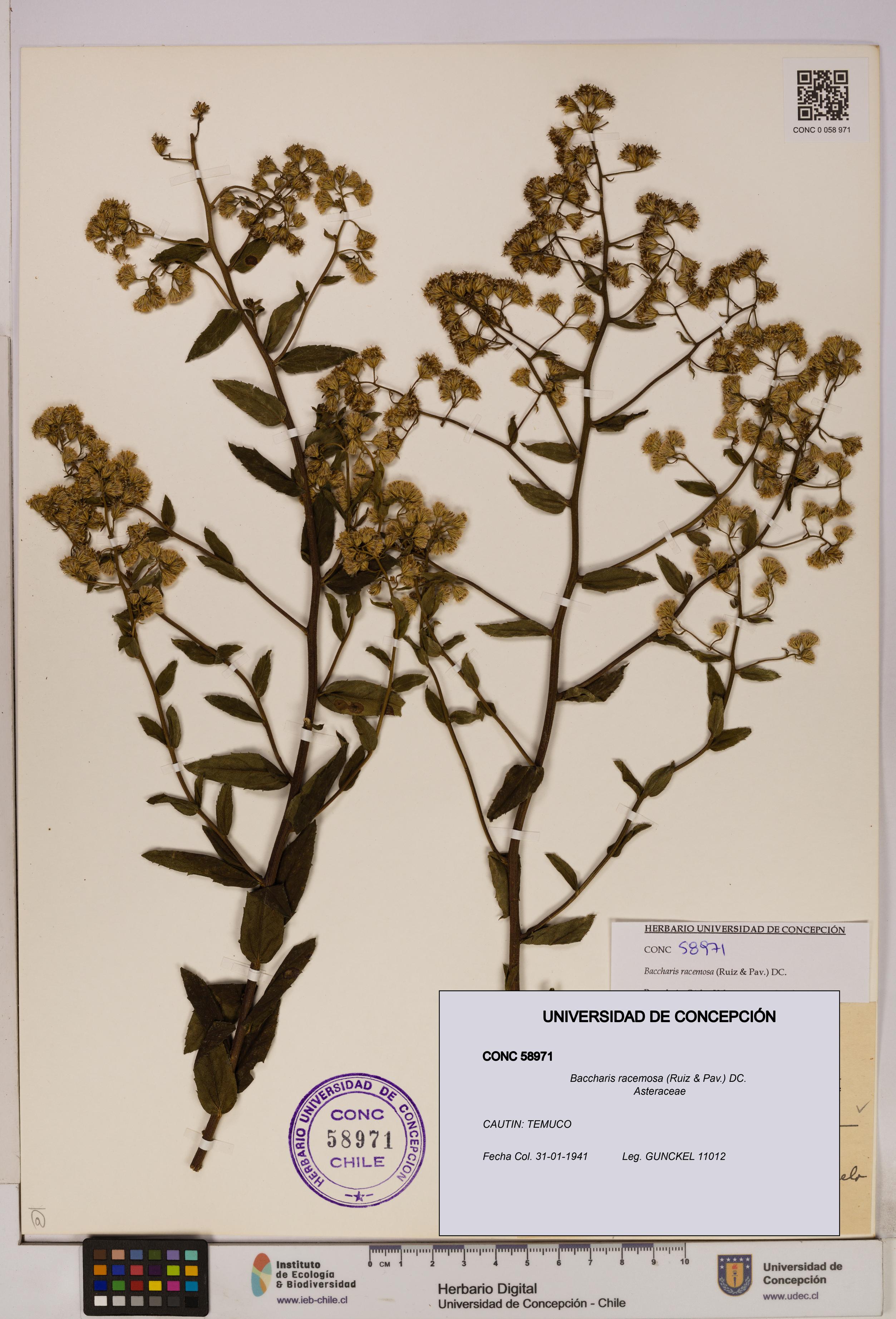 Baccharis racemosa [Espécimen: UDEC:CONC:0058971]