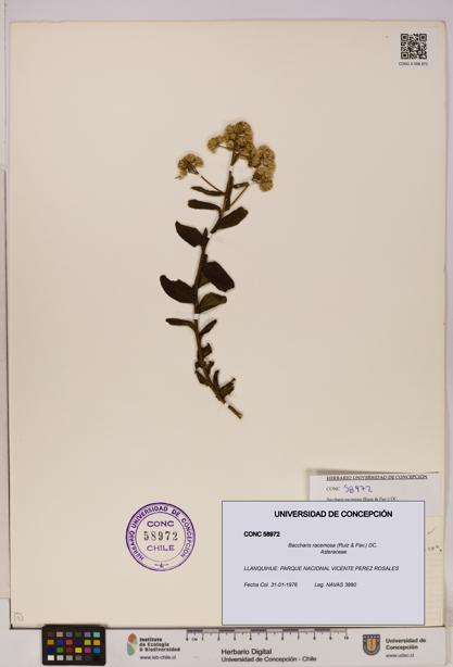 Baccharis racemosa [Espécimen: UDEC:CONC:0058972]