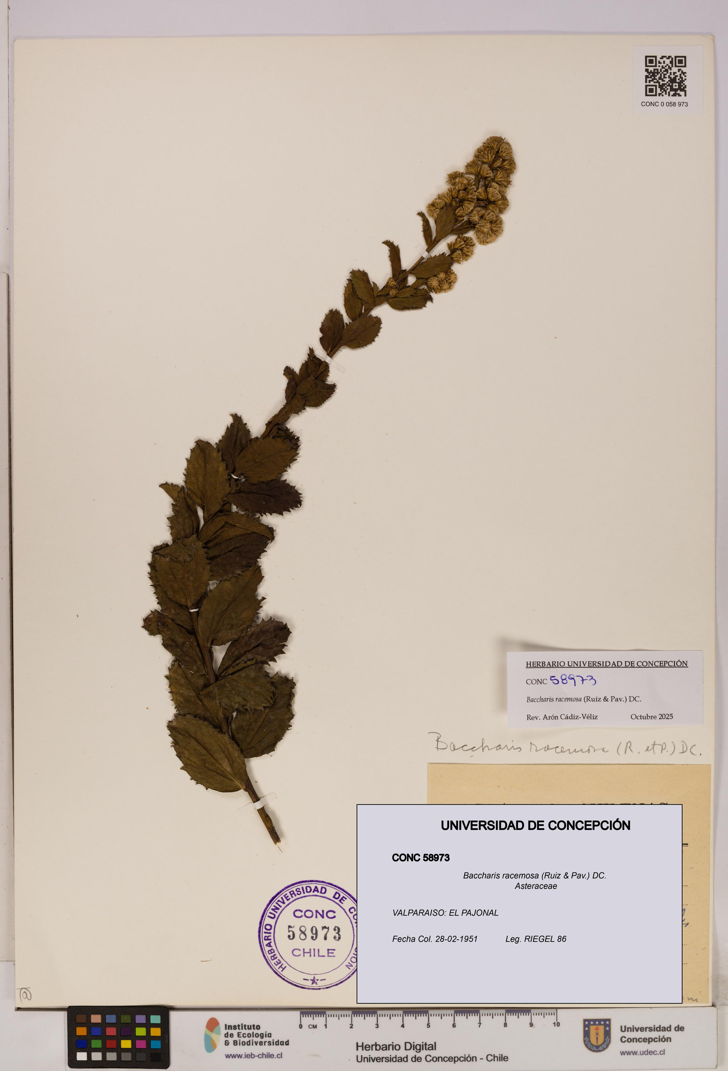 Baccharis racemosa [Espécimen: UDEC:CONC:0058973]