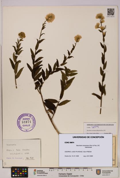 Baccharis racemosa [Espécimen: UDEC:CONC:0058974]