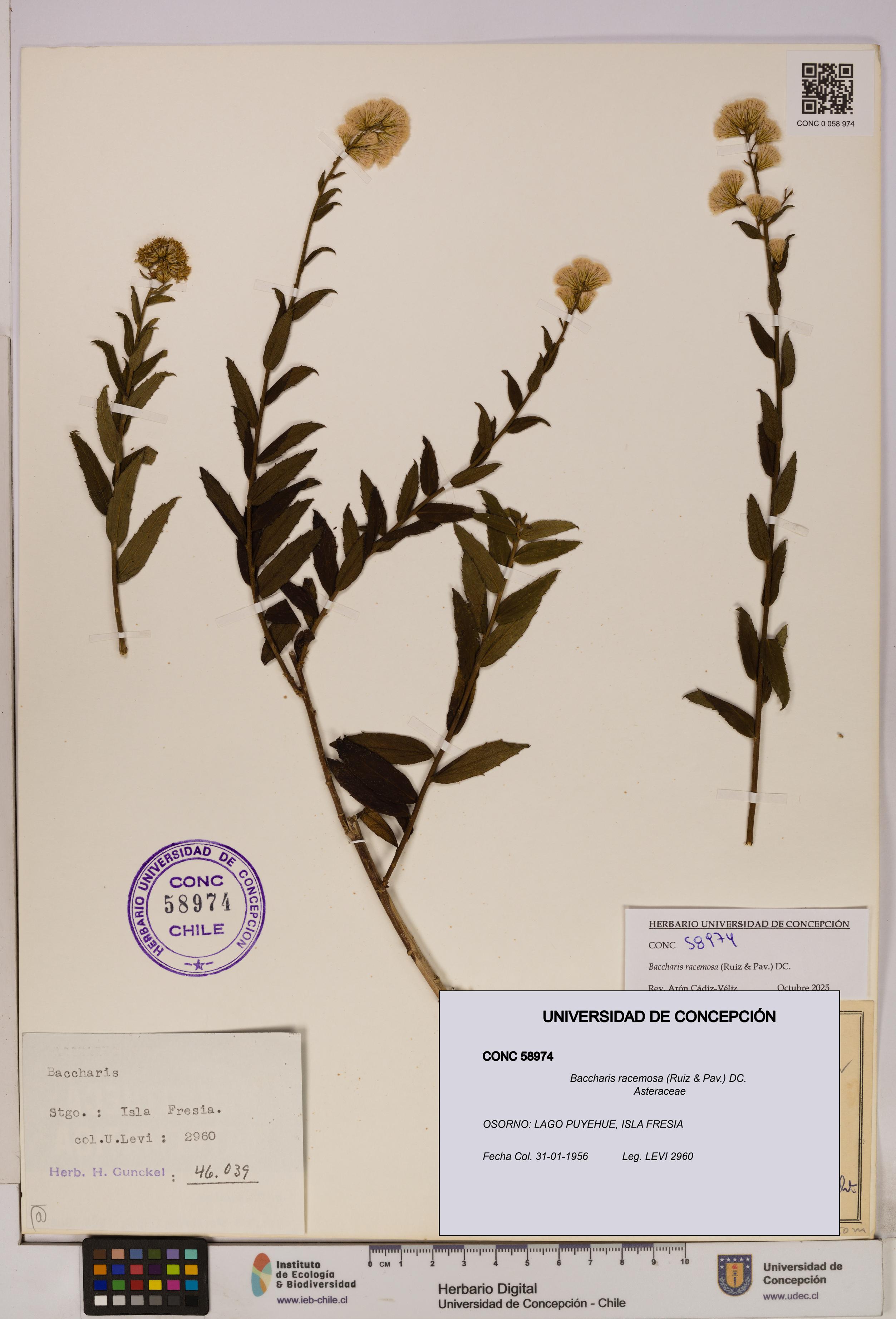 Baccharis racemosa [Espécimen: UDEC:CONC:0058974]