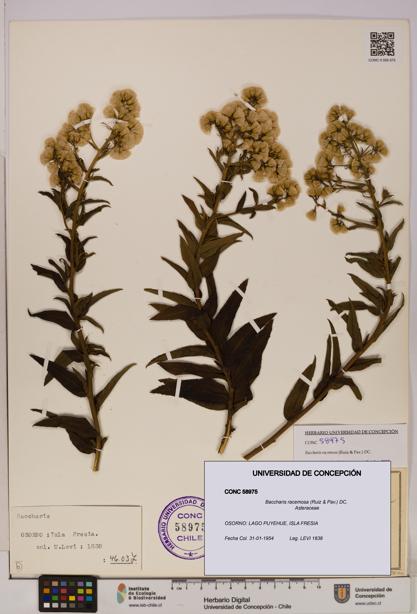 Baccharis racemosa [Espécimen: UDEC:CONC:0058975]