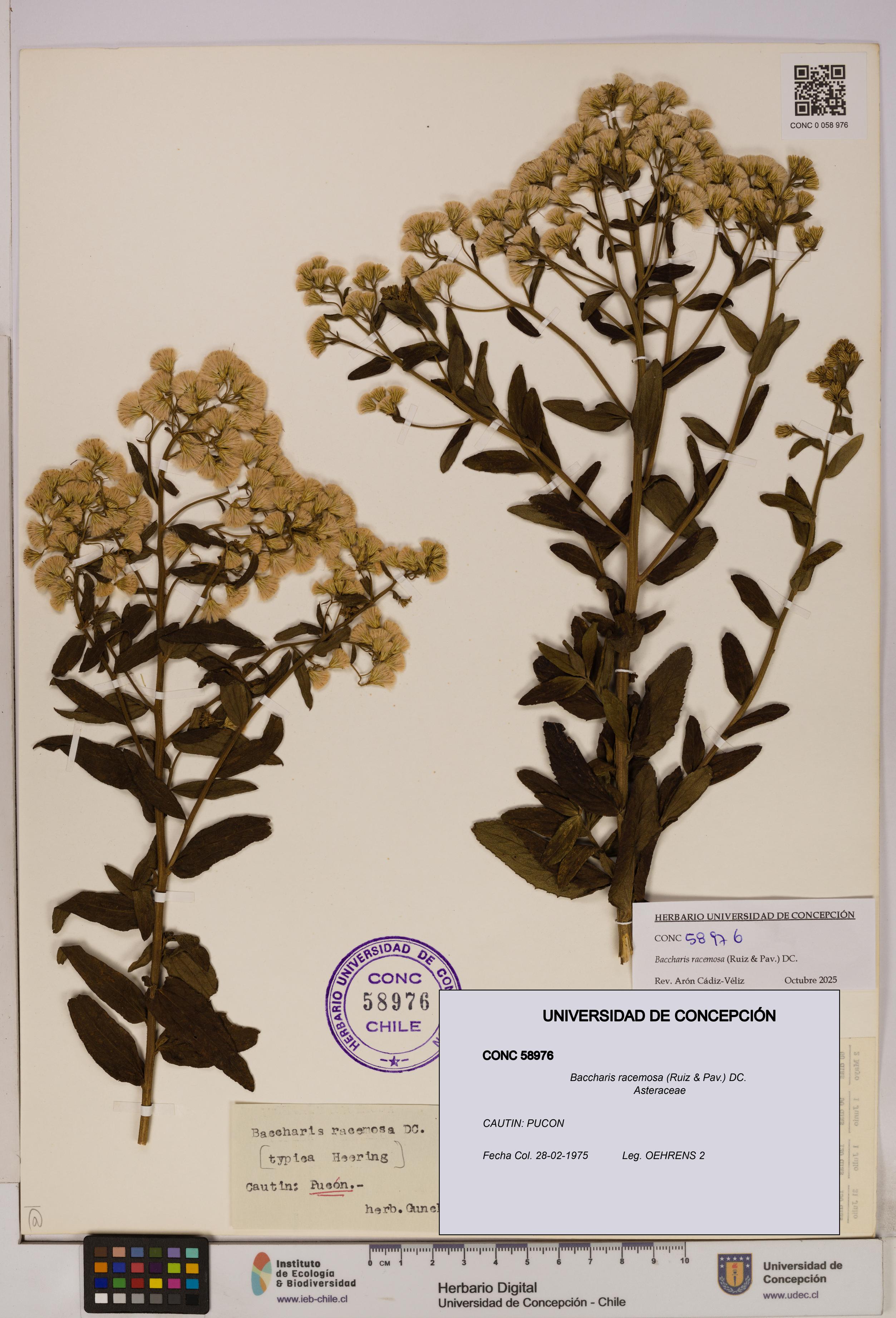 Baccharis racemosa [Espécimen: UDEC:CONC:0058976]