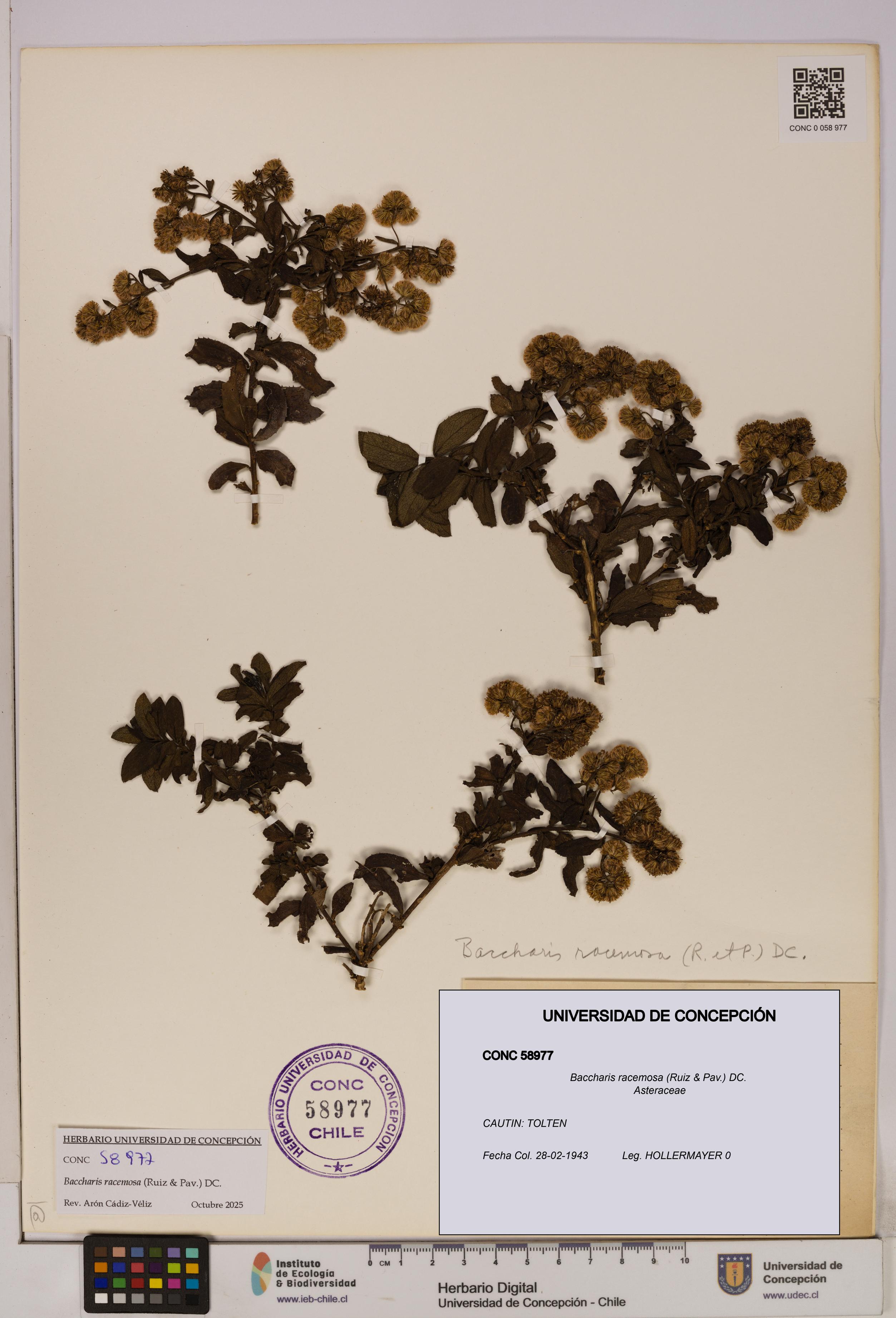 Baccharis racemosa [Espécimen: UDEC:CONC:0058977]