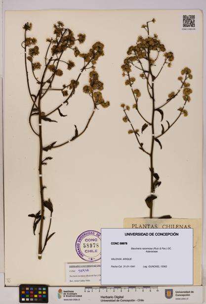 Baccharis racemosa [Espécimen: UDEC:CONC:0058978]