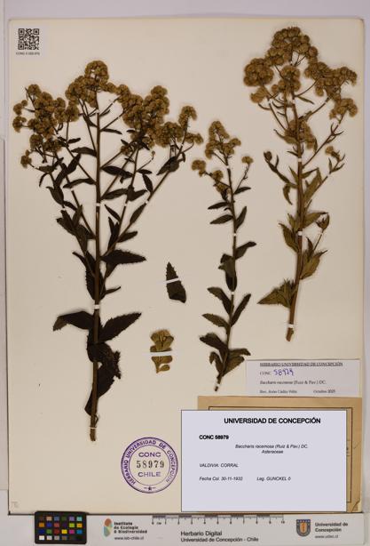 Baccharis racemosa [Espécimen: UDEC:CONC:0058979]