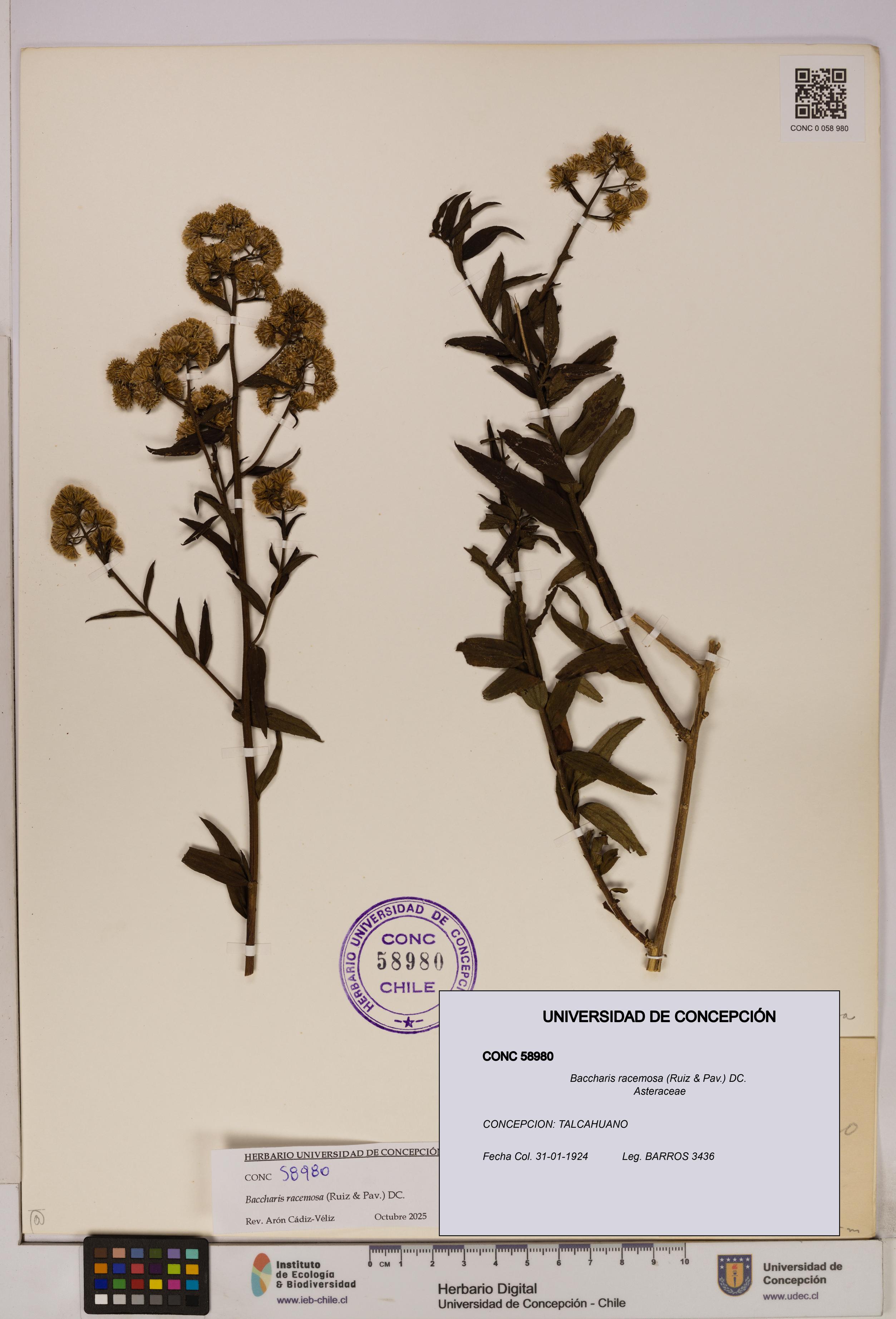 Baccharis racemosa [Espécimen: UDEC:CONC:0058980]