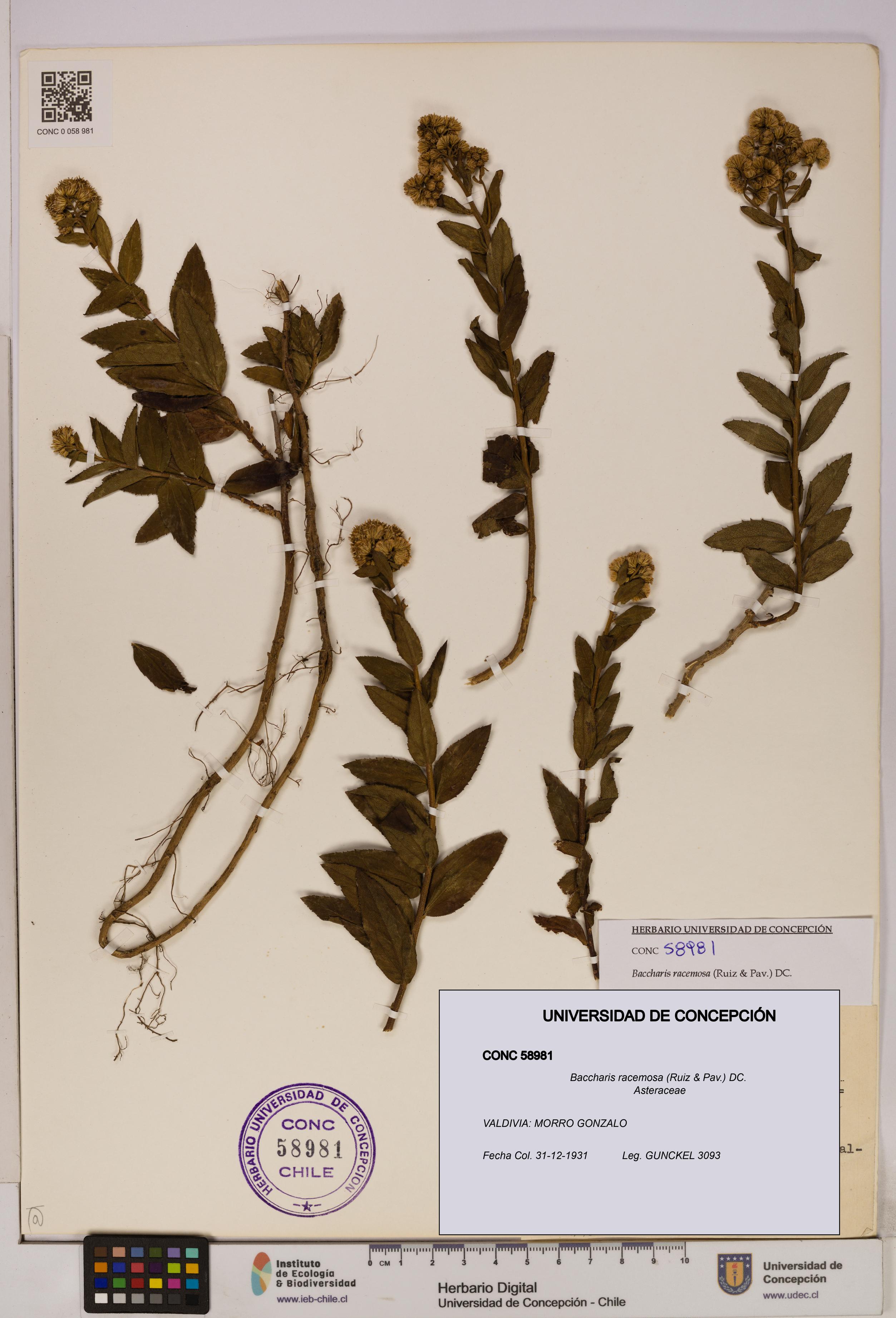 Baccharis racemosa [Espécimen: UDEC:CONC:0058981]