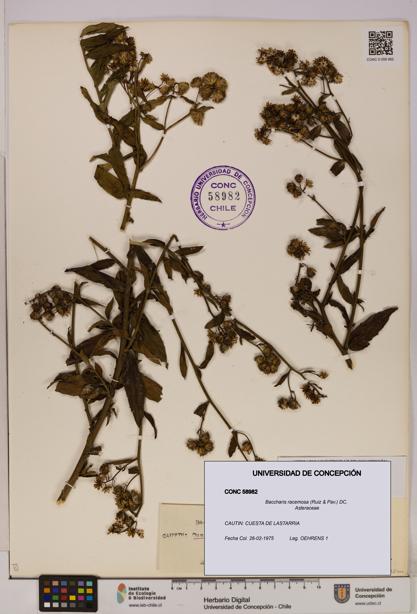 Baccharis racemosa [Espécimen: UDEC:CONC:0058982]