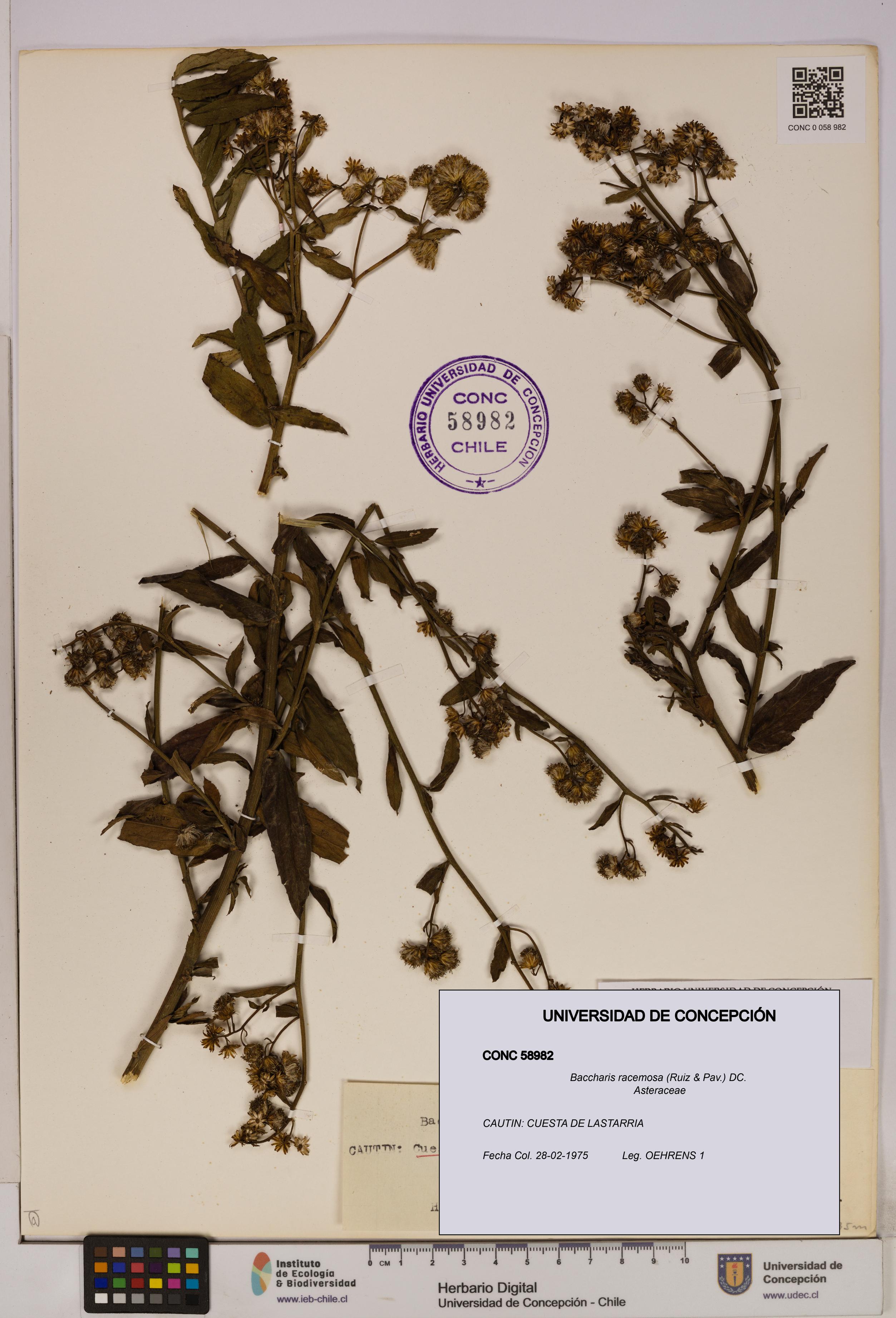 Baccharis racemosa [Espécimen: UDEC:CONC:0058982]