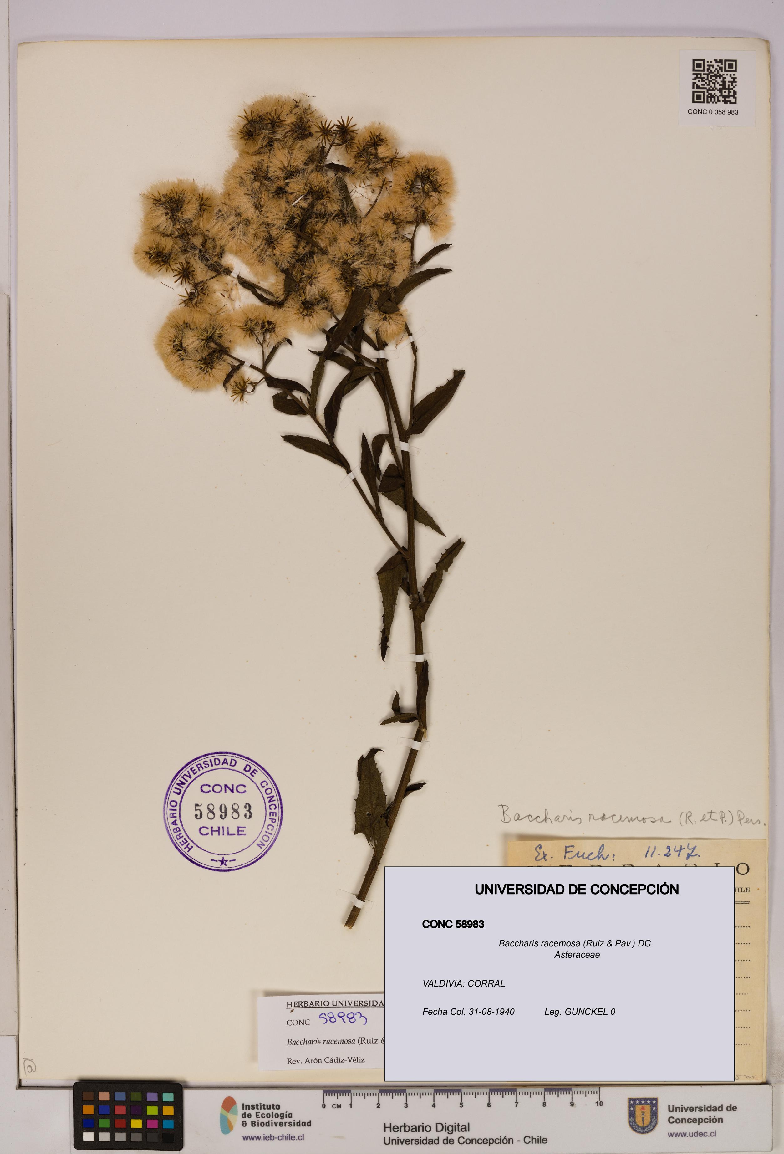 Baccharis racemosa [Espécimen: UDEC:CONC:0058983]