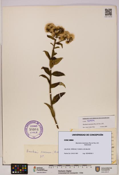 Baccharis racemosa [Espécimen: UDEC:CONC:0058984]