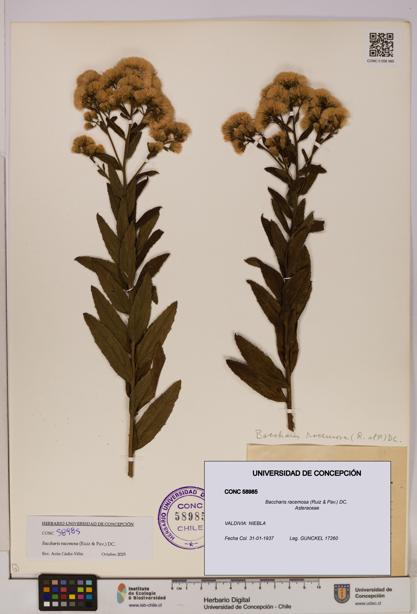 Baccharis racemosa [Espécimen: UDEC:CONC:0058985]