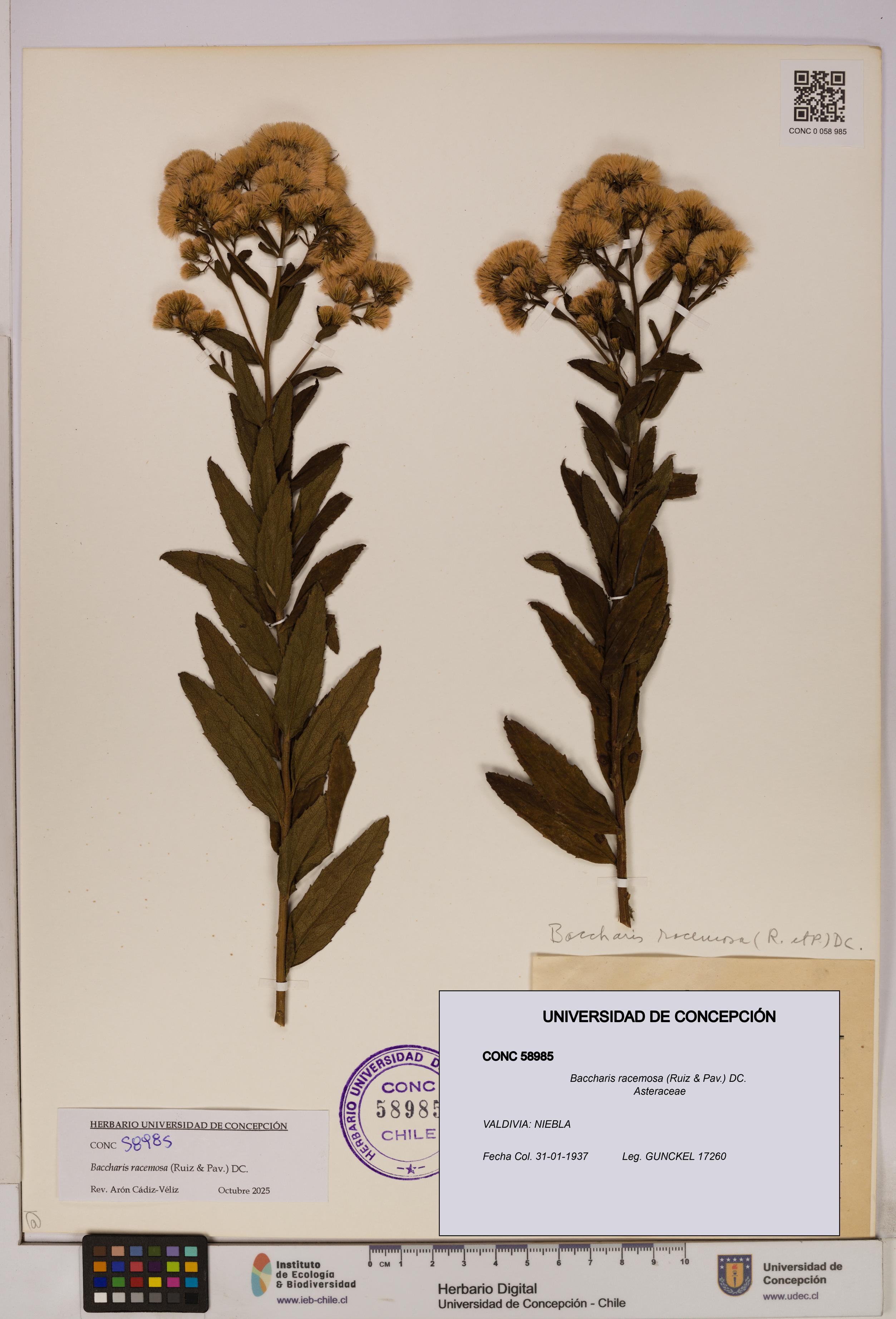 Baccharis racemosa [Espécimen: UDEC:CONC:0058985]