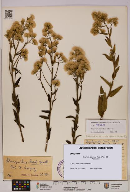 Baccharis racemosa [Espécimen: UDEC:CONC:0058986]