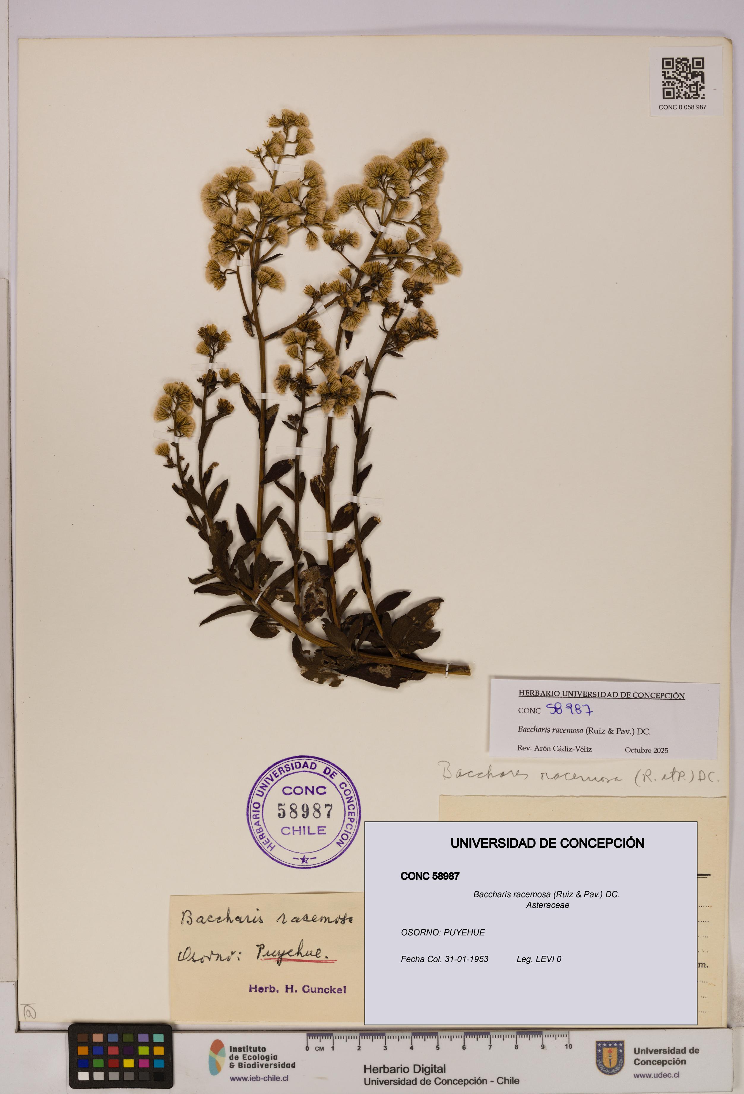 Baccharis racemosa [Espécimen: UDEC:CONC:0058987]