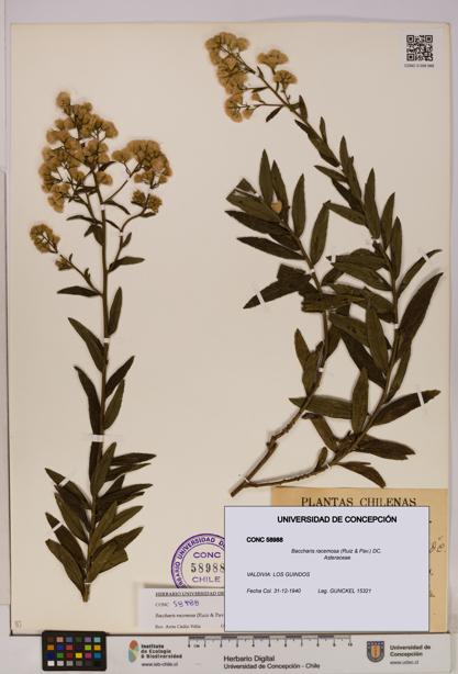 Baccharis racemosa [Espécimen: UDEC:CONC:0058988]