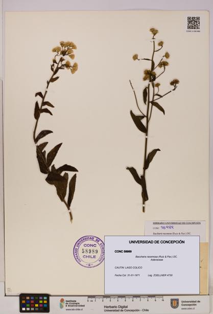 Baccharis racemosa [Espécimen: UDEC:CONC:0058989]