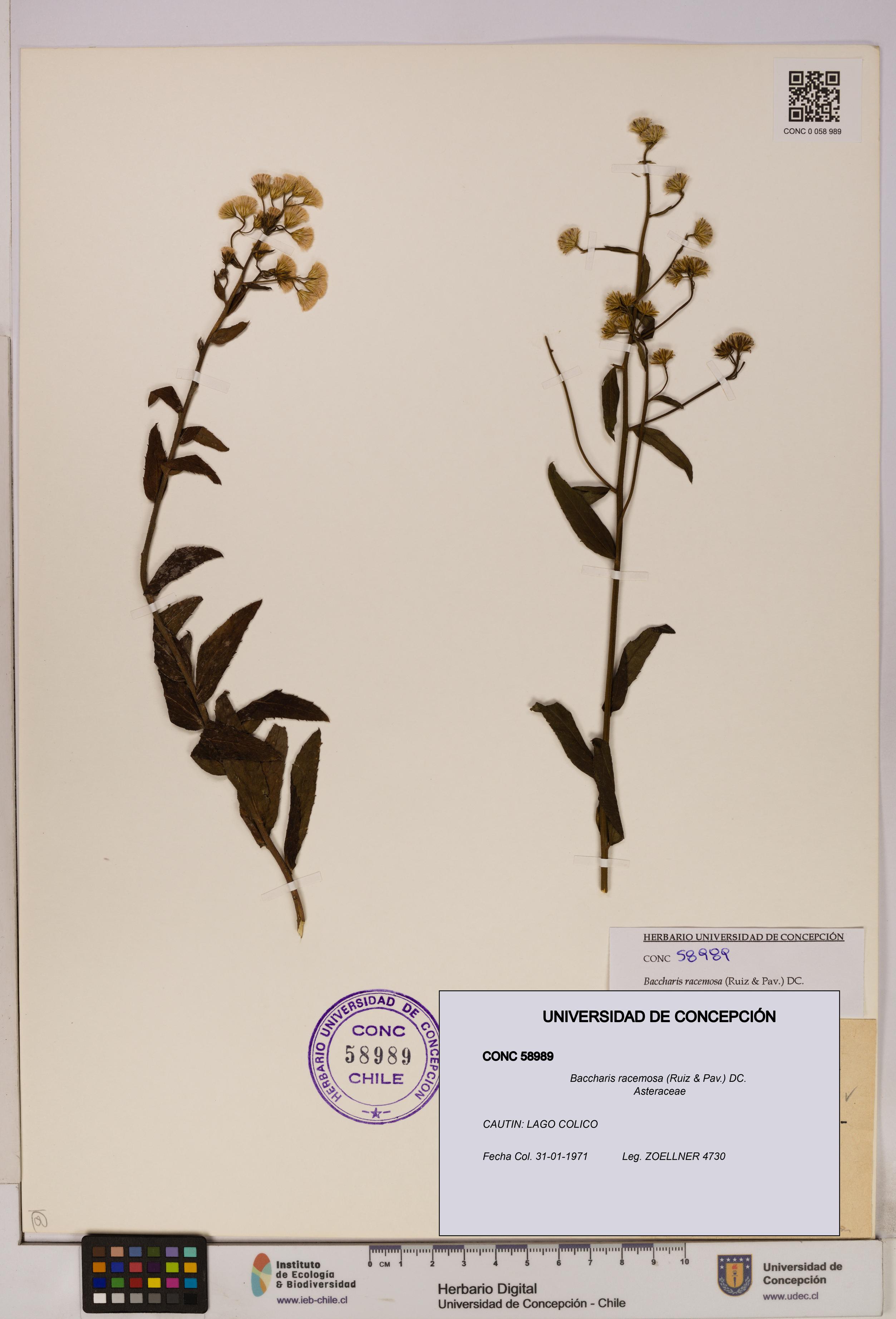Baccharis racemosa [Espécimen: UDEC:CONC:0058989]
