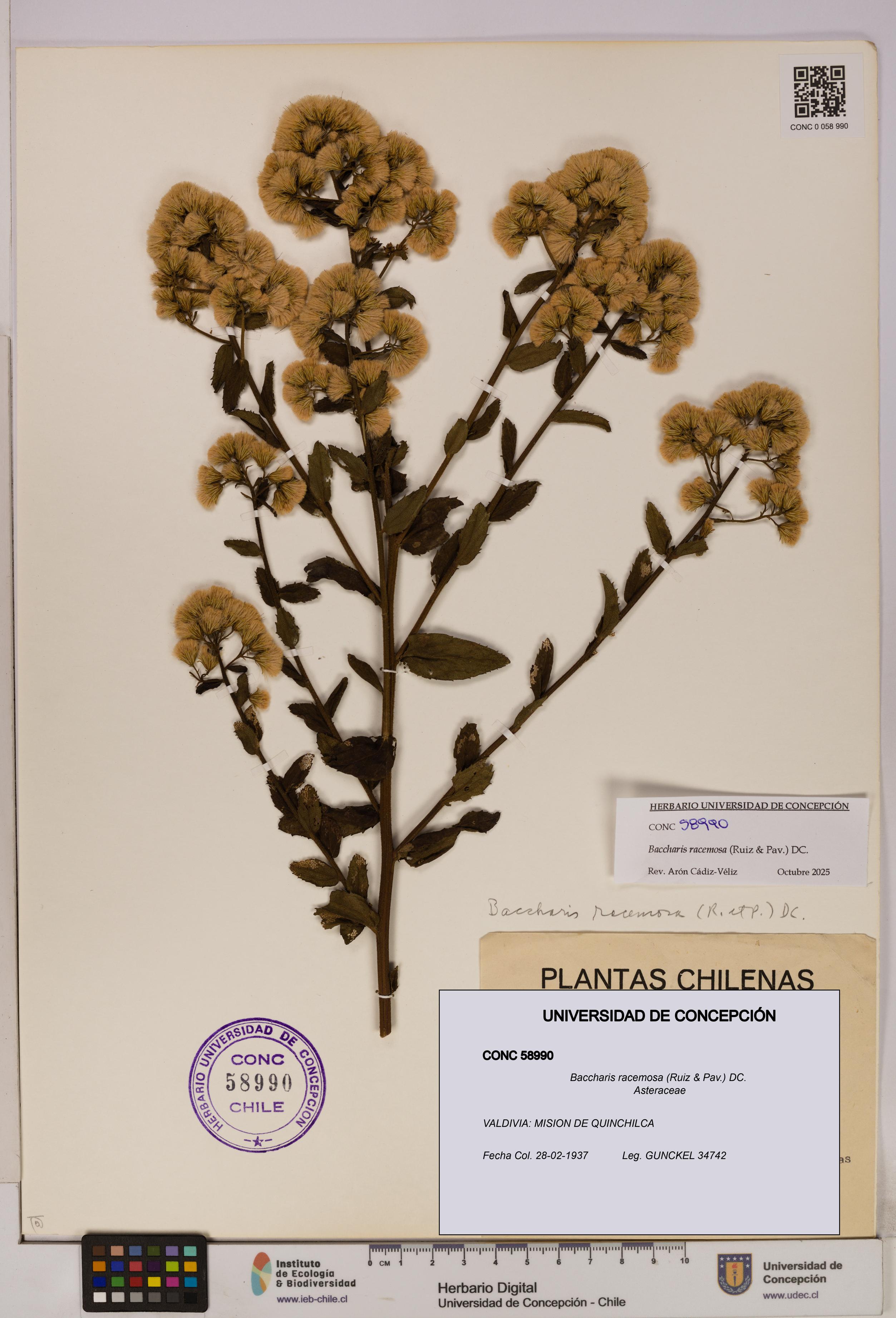 Baccharis racemosa [Espécimen: UDEC:CONC:0058990]