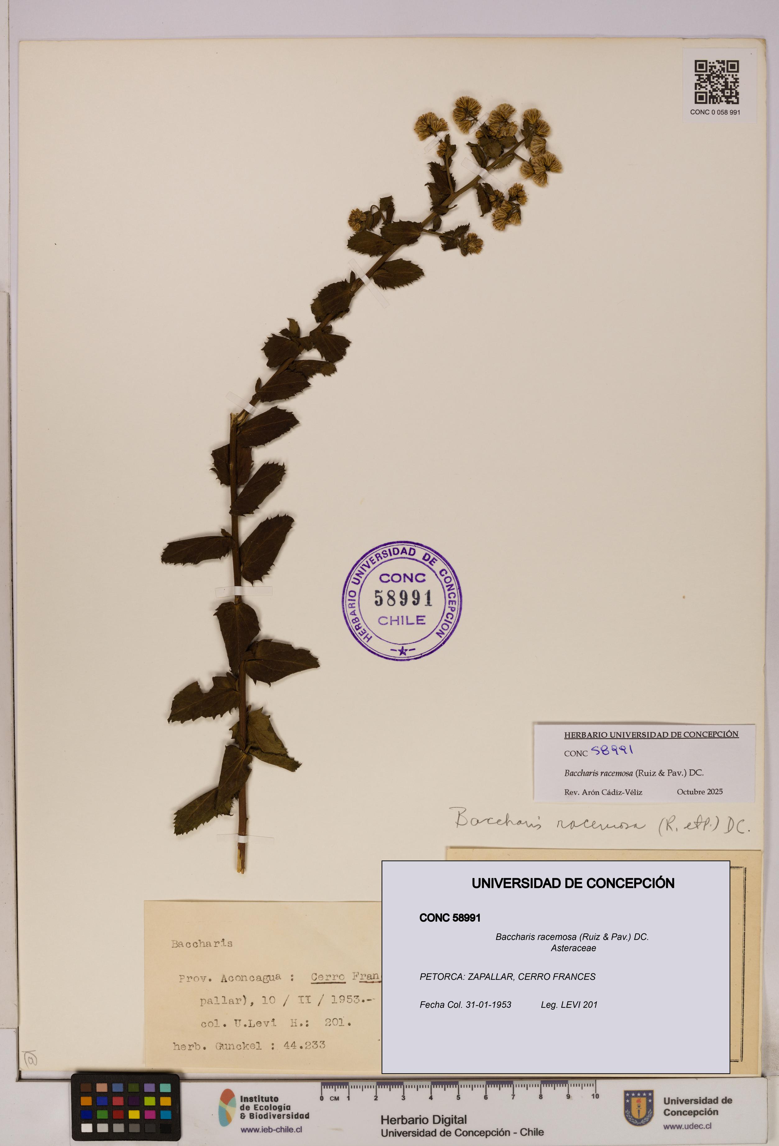 Baccharis racemosa [Espécimen: UDEC:CONC:0058991]