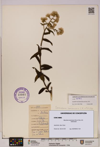 Baccharis racemosa [Espécimen: UDEC:CONC:0058992]