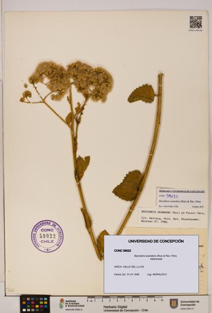 Baccharis scandens [Espécimen: UDEC:CONC:0059022]