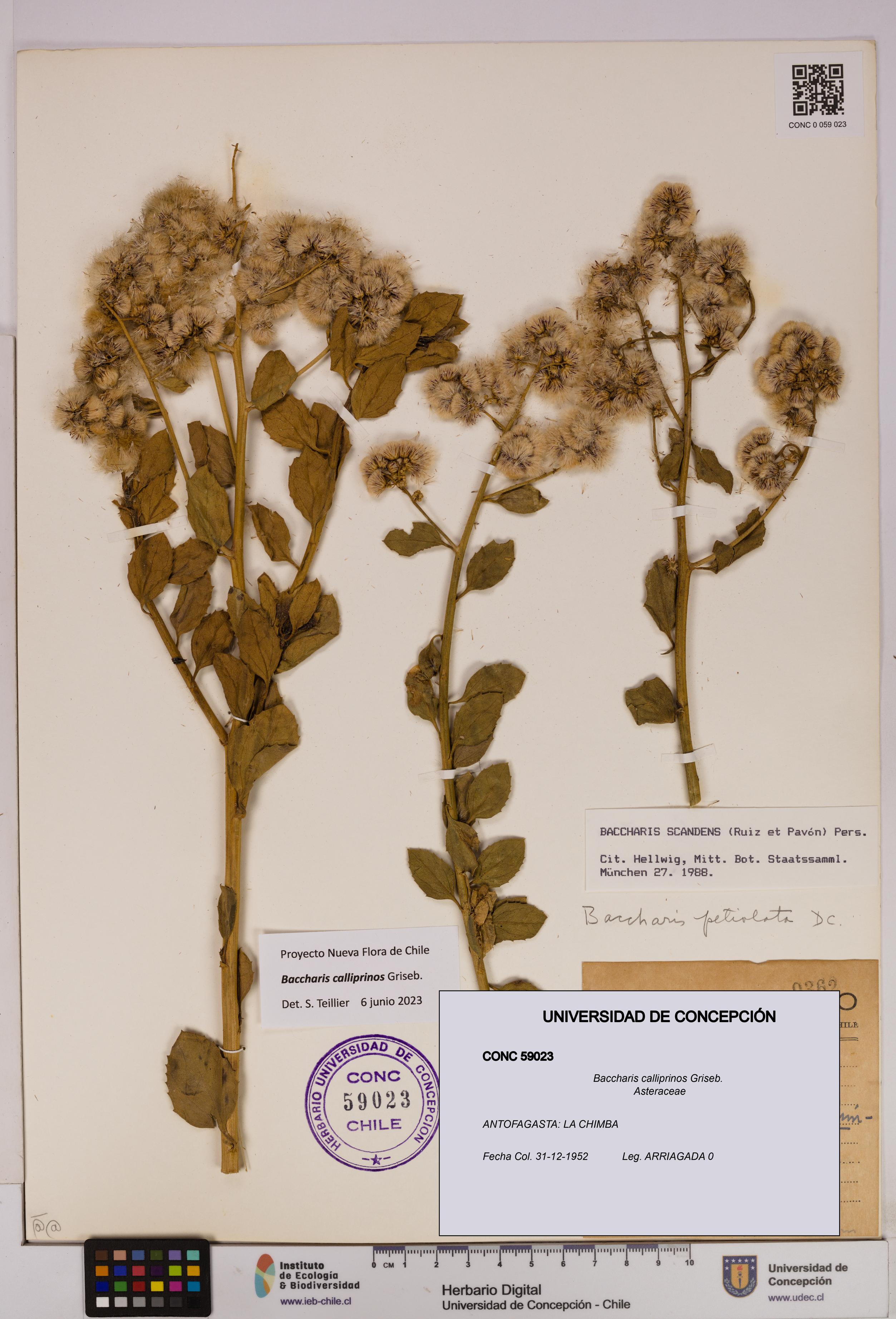 Baccharis calliprinos [Espécimen: UDEC:CONC:0059023]