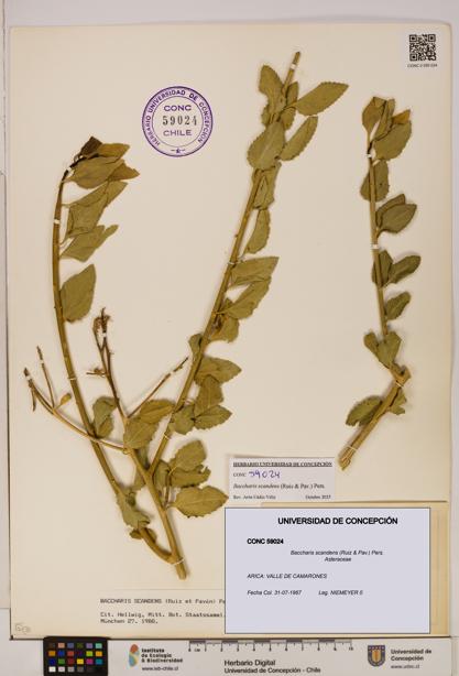 Baccharis scandens [Espécimen: UDEC:CONC:0059024]