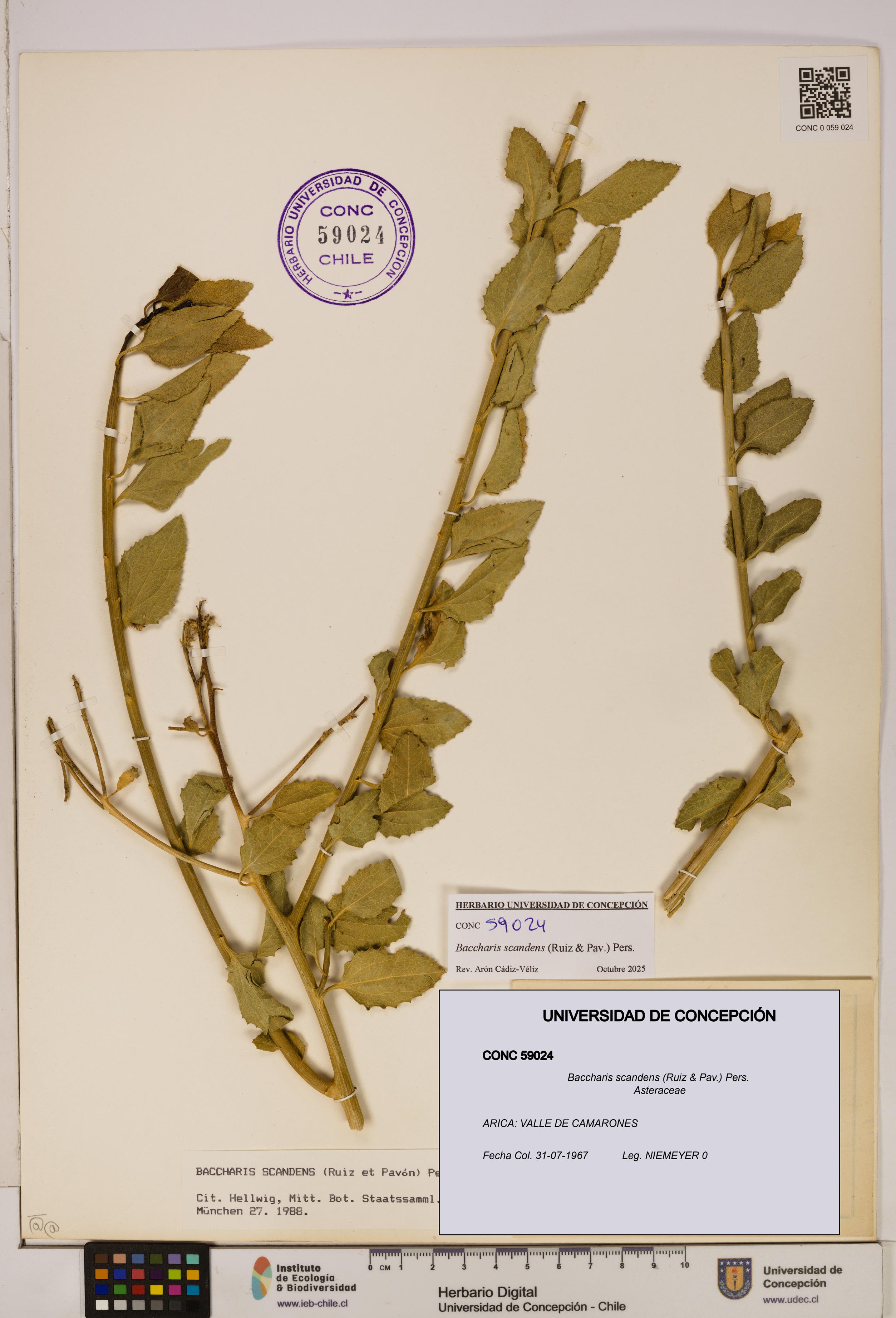 Baccharis scandens [Espécimen: UDEC:CONC:0059024]