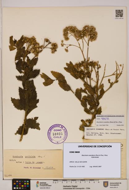 Baccharis scandens [Espécimen: UDEC:CONC:0059025]