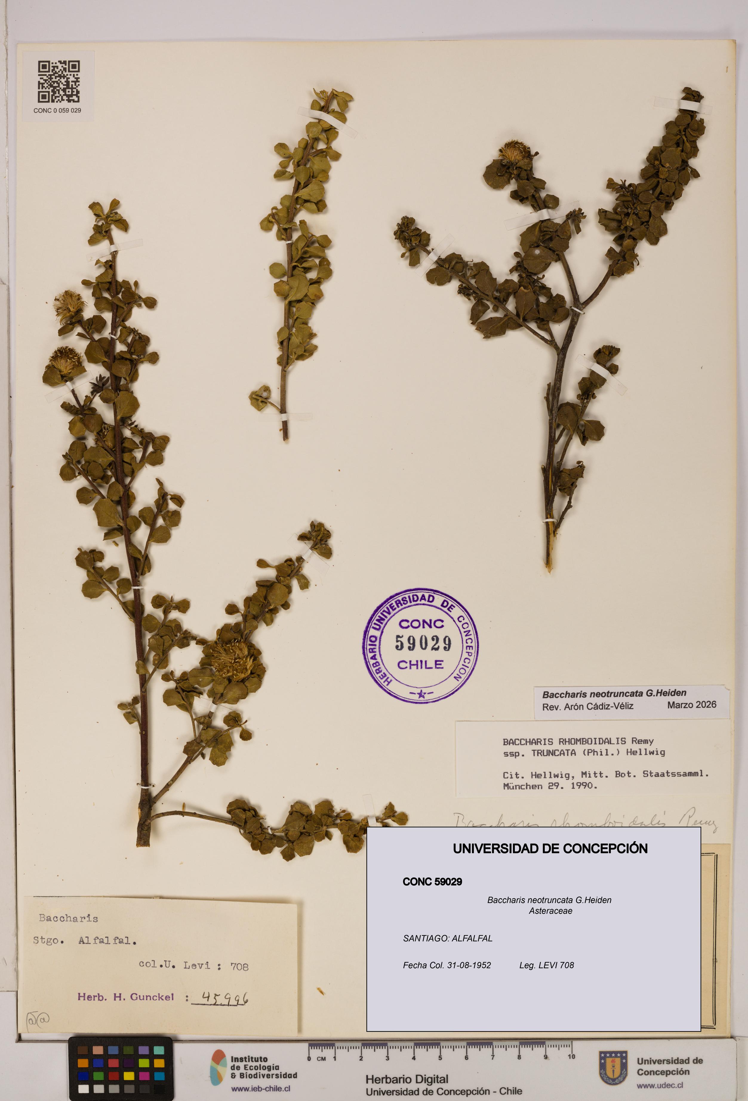 Baccharis neotruncata [Espécimen: UDEC:CONC:0059029]