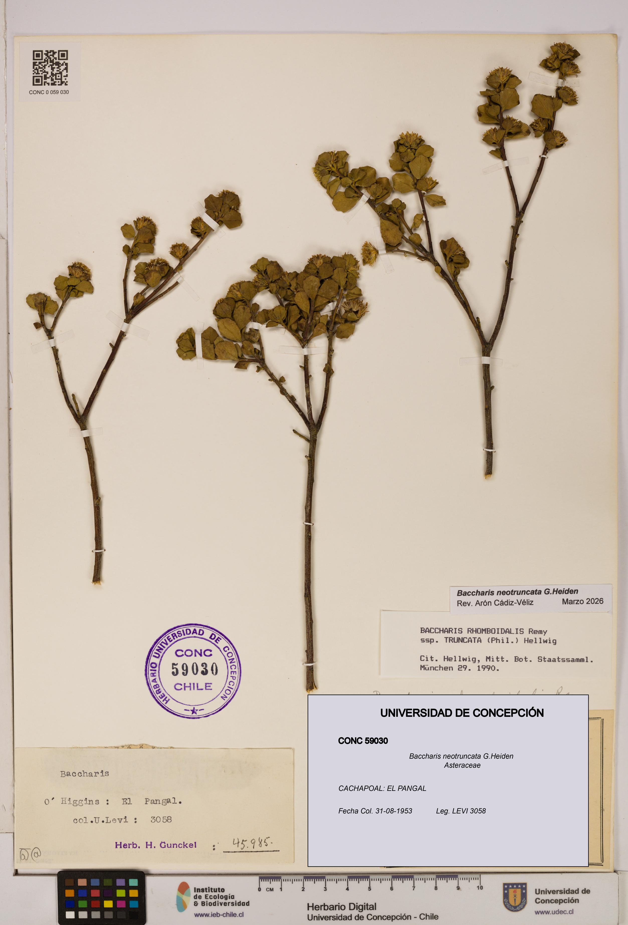 Baccharis neotruncata [Espécimen: UDEC:CONC:0059030]