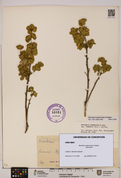 Baccharis neotruncata [Espécimen: UDEC:CONC:0059031]
