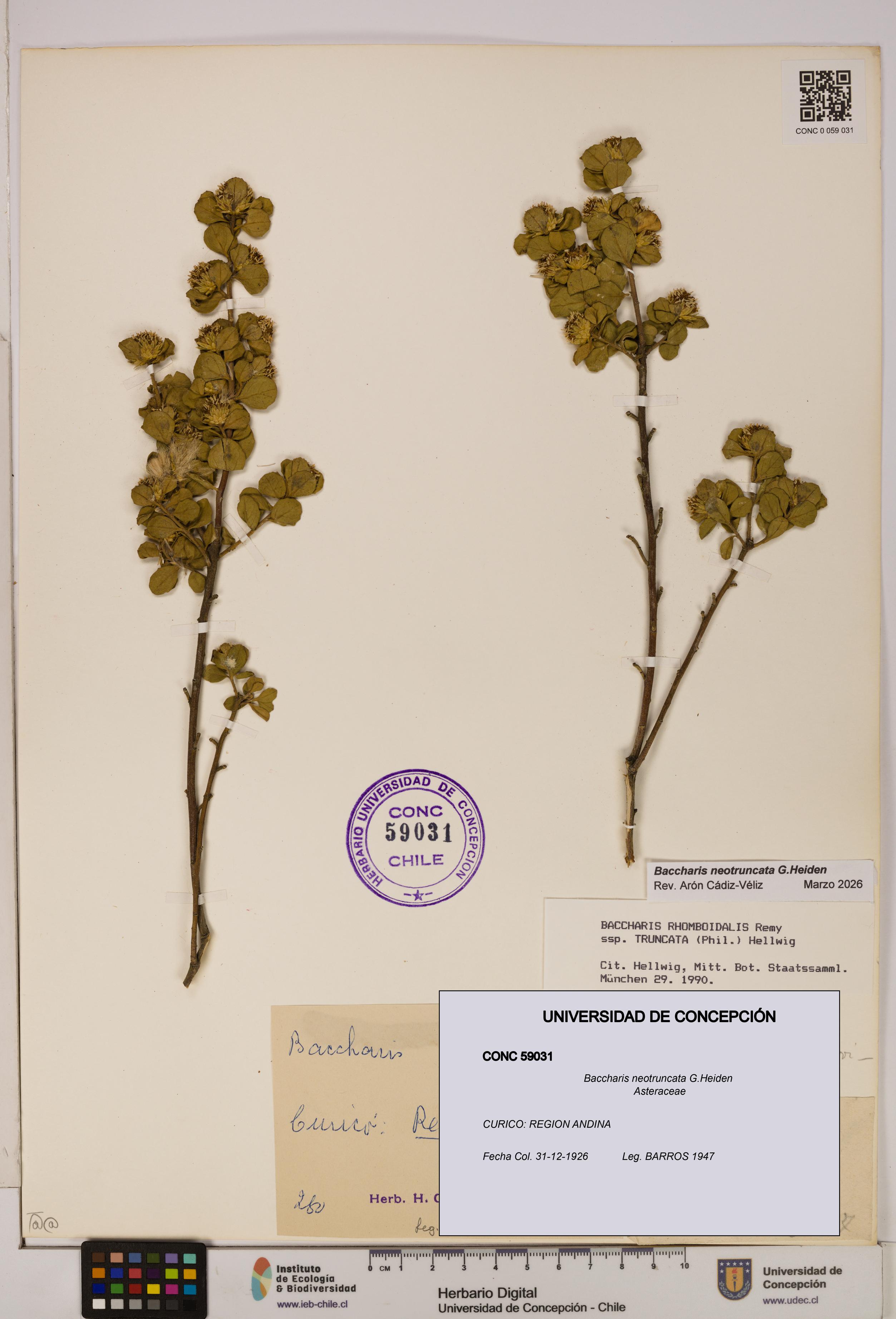 Baccharis neotruncata [Espécimen: UDEC:CONC:0059031]