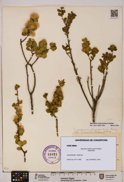 Baccharis neotruncata [Espécimen: UDEC:CONC:0059032]