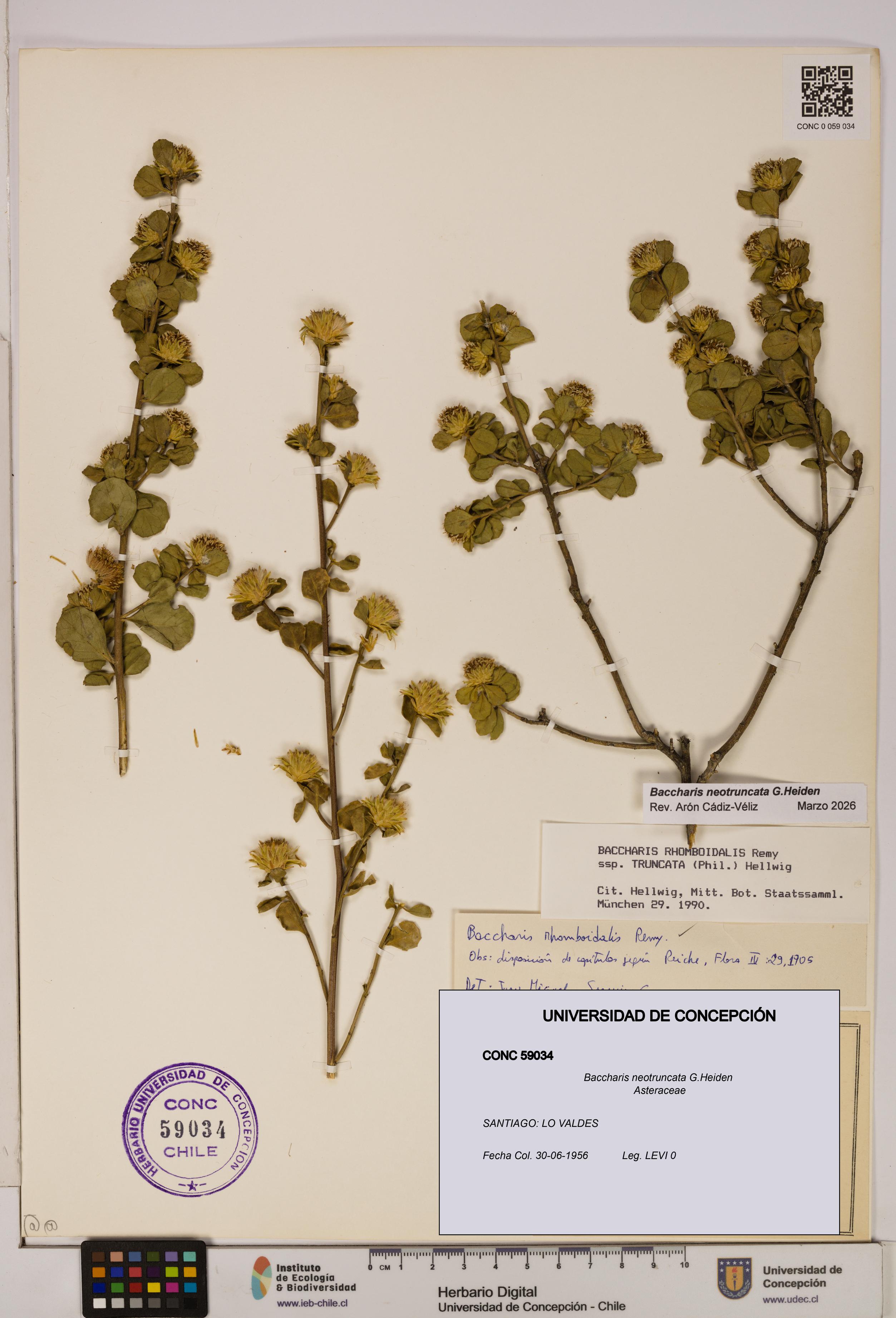 Baccharis neotruncata [Espécimen: UDEC:CONC:0059034]