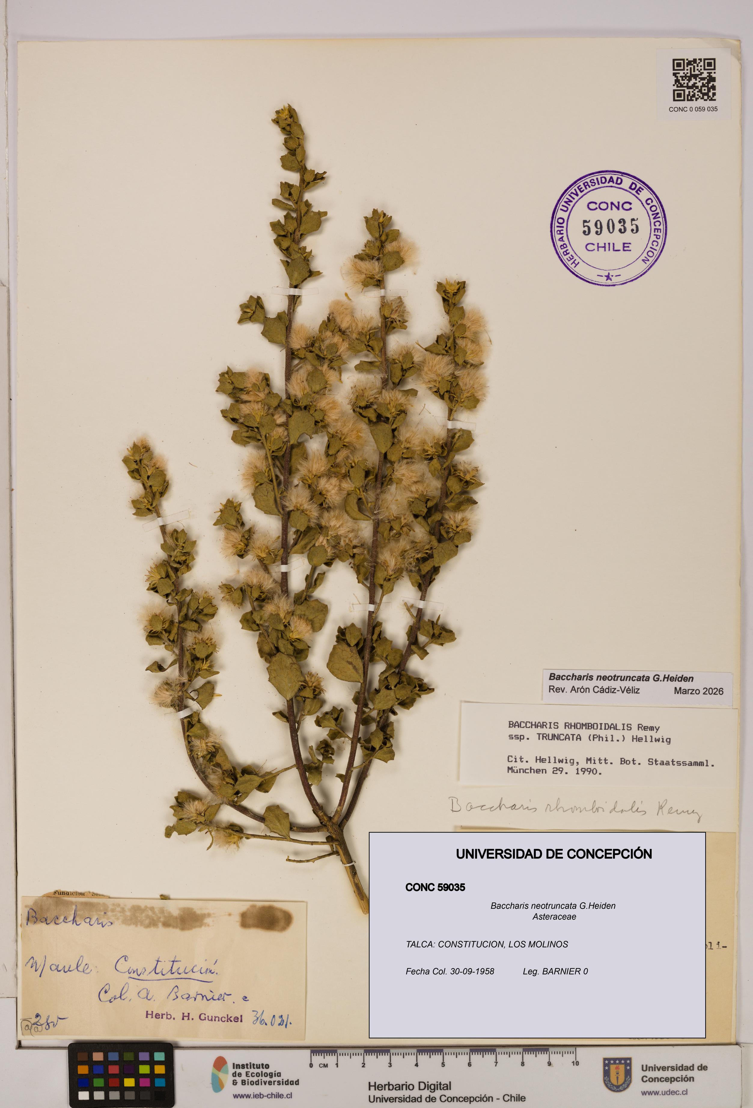 Baccharis neotruncata [Espécimen: UDEC:CONC:0059035]