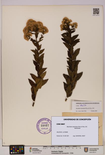 Baccharis racemosa [Espécimen: UDEC:CONC:0059037]