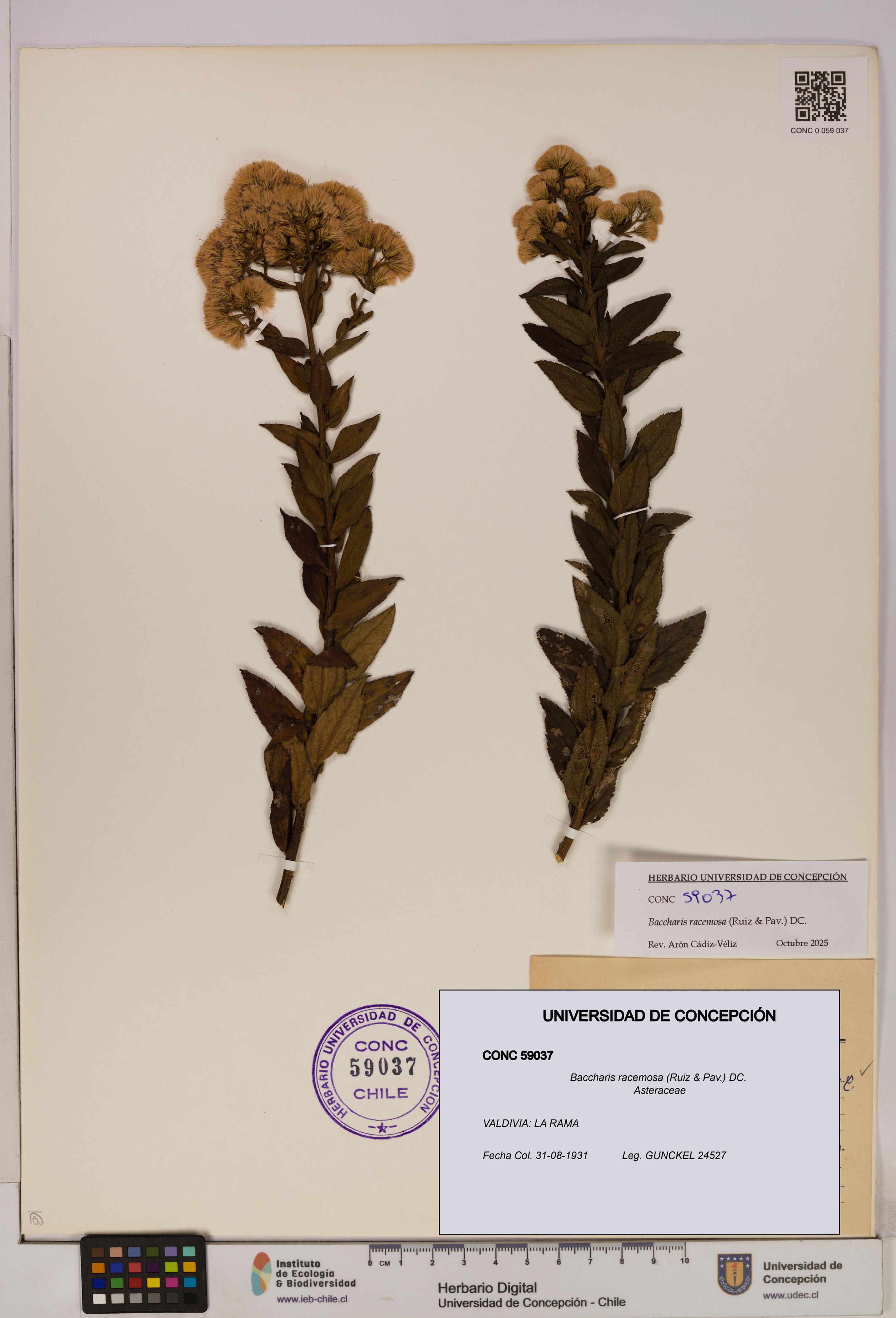 Baccharis racemosa [Espécimen: UDEC:CONC:0059037]