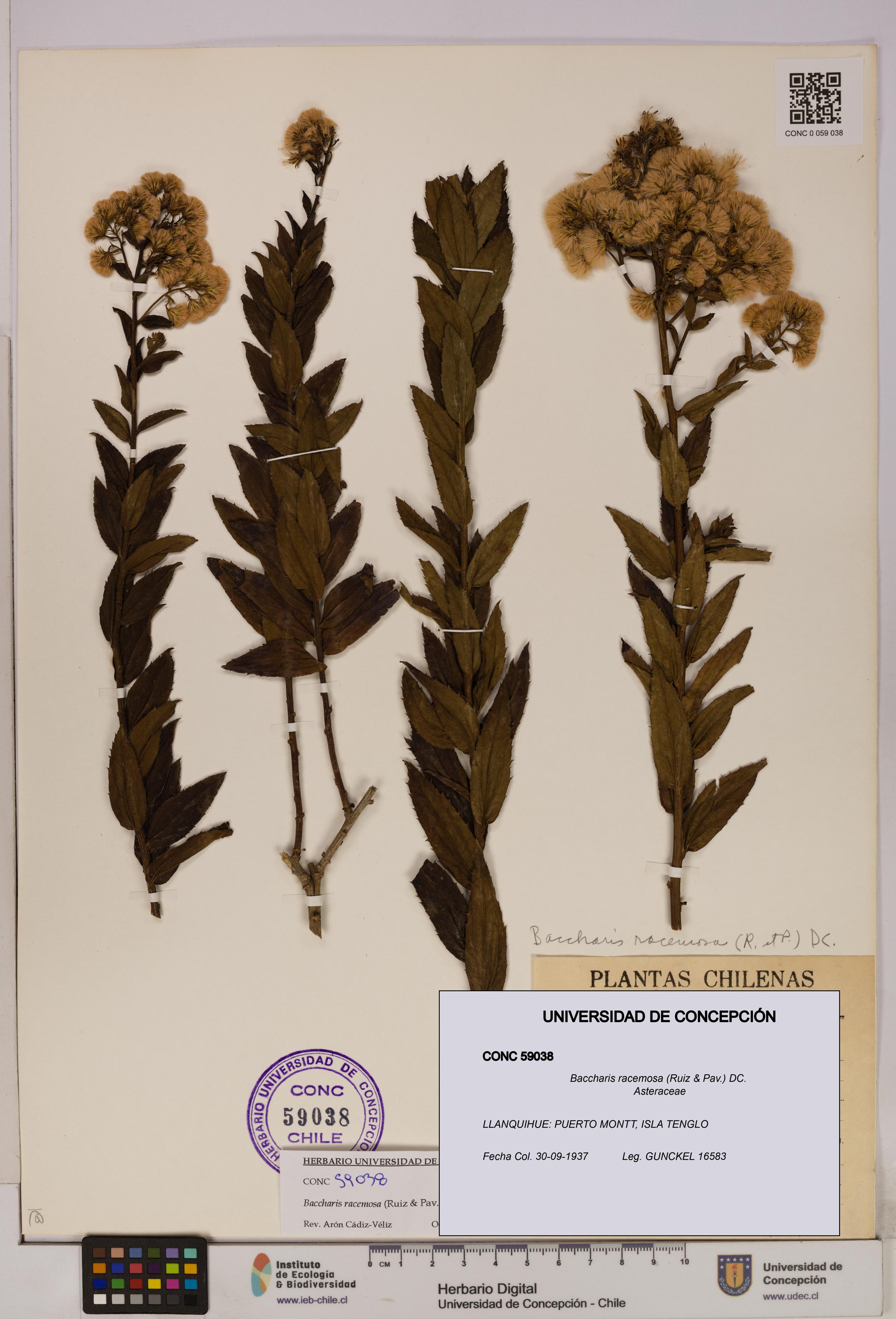 Baccharis racemosa [Espécimen: UDEC:CONC:0059038]