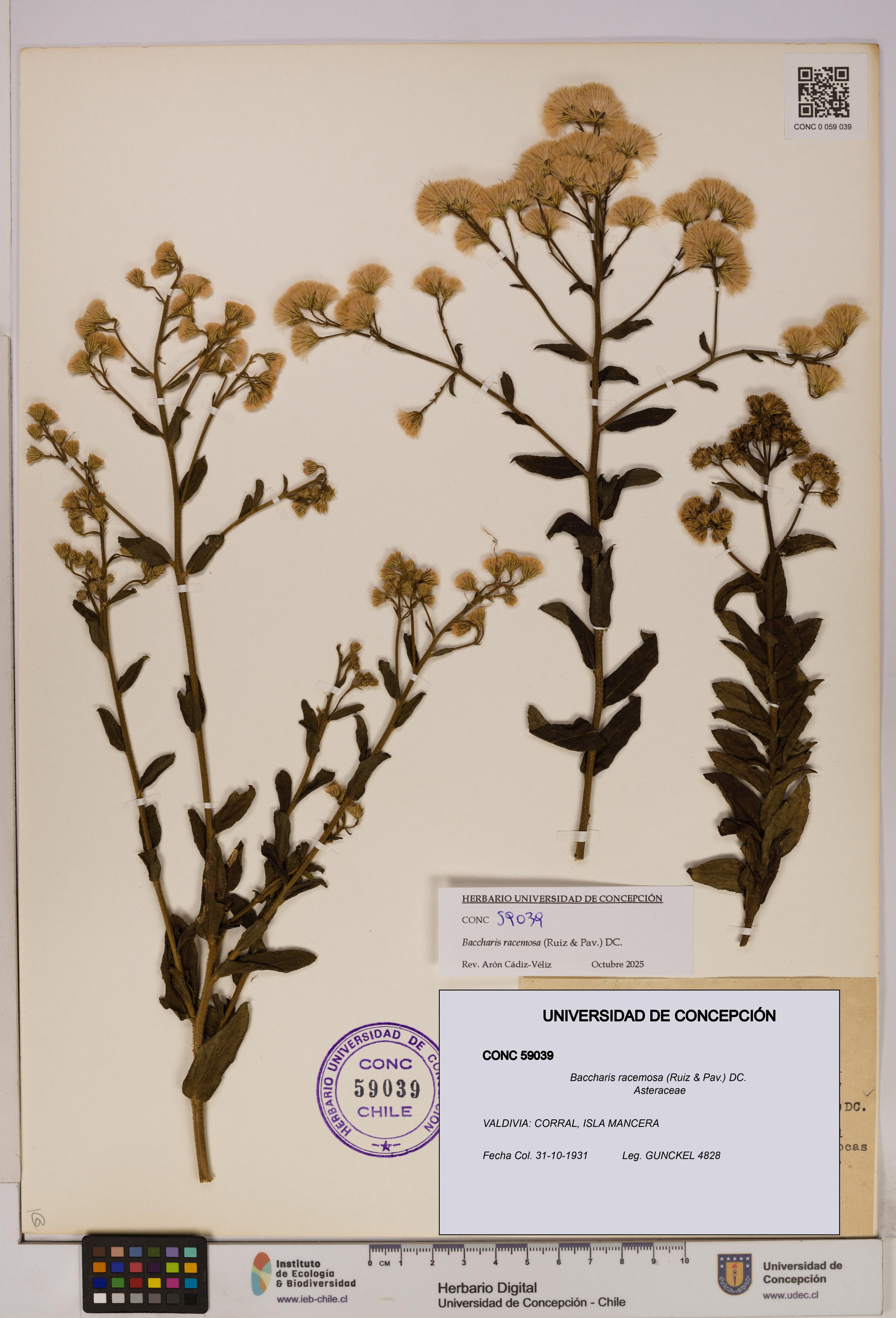 Baccharis racemosa [Espécimen: UDEC:CONC:0059039]