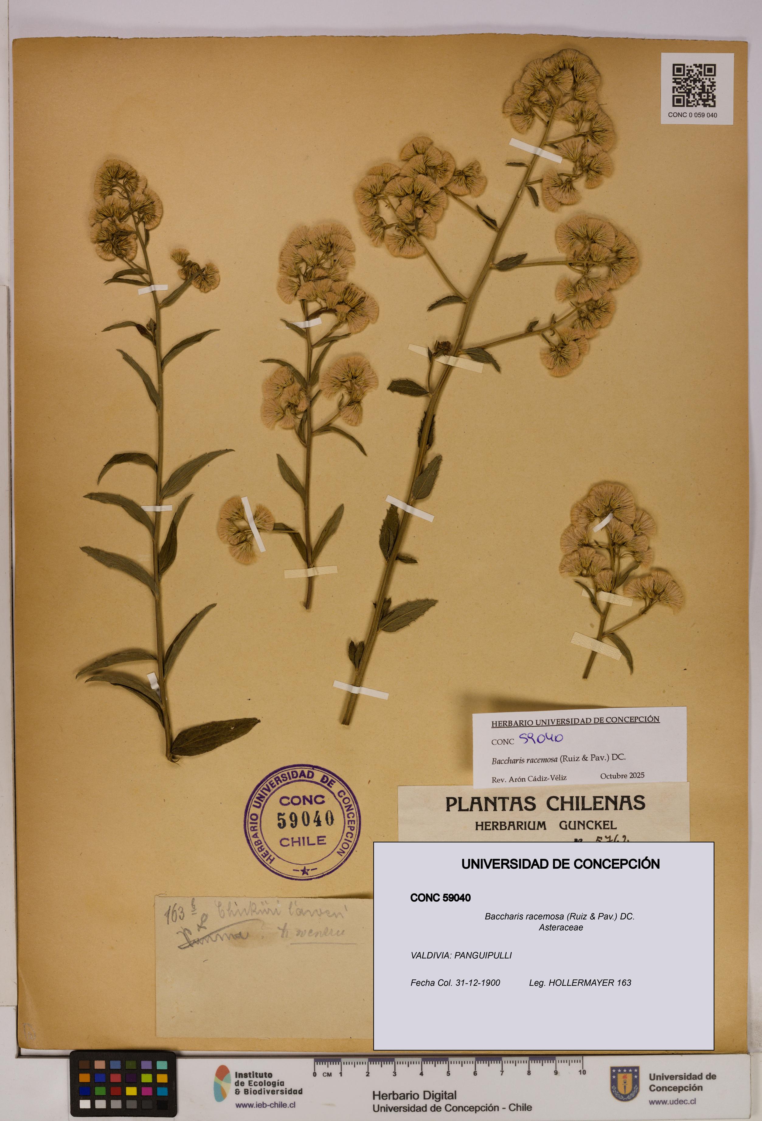 Baccharis racemosa [Espécimen: UDEC:CONC:0059040]