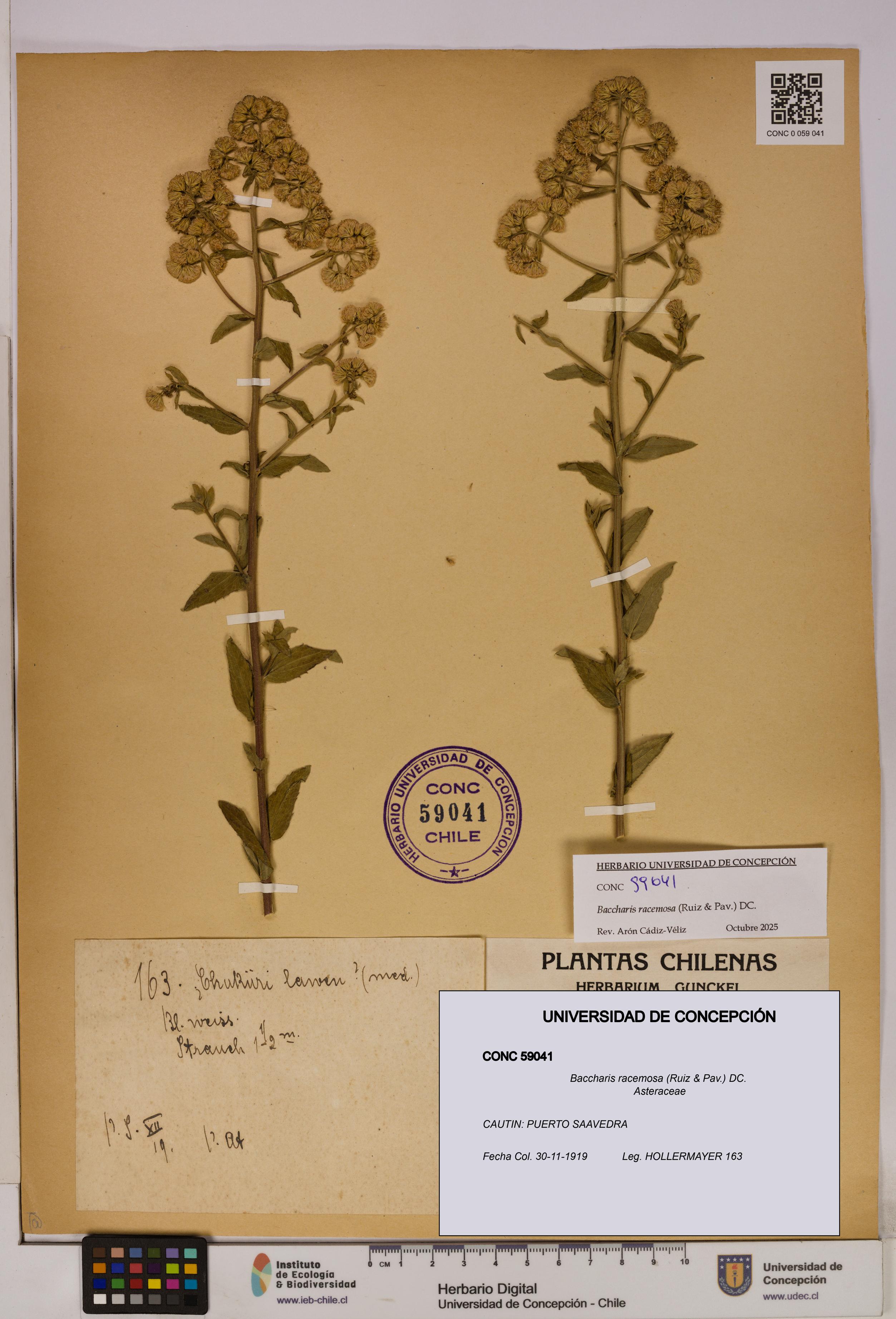 Baccharis racemosa [Espécimen: UDEC:CONC:0059041]