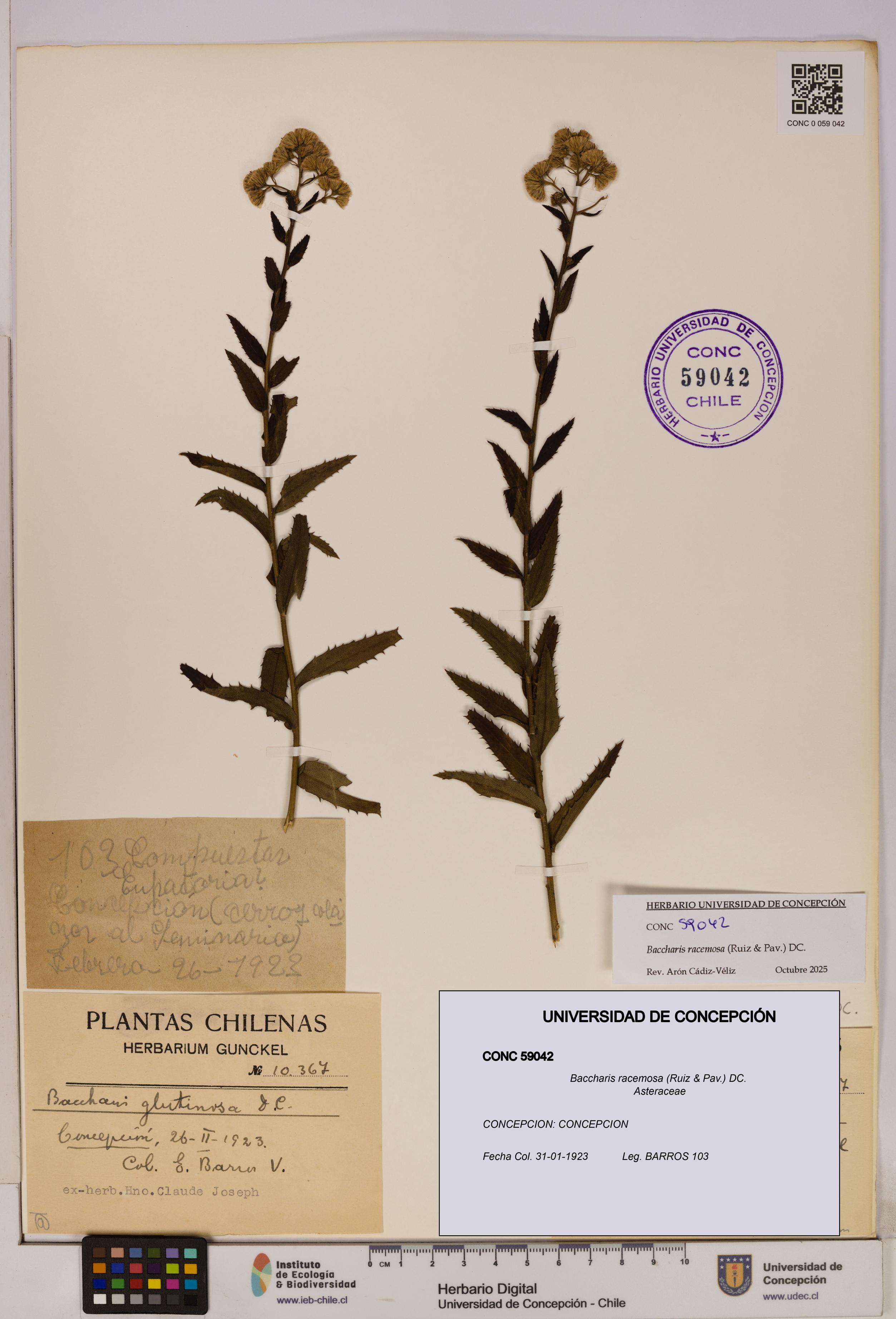 Baccharis racemosa [Espécimen: UDEC:CONC:0059042]