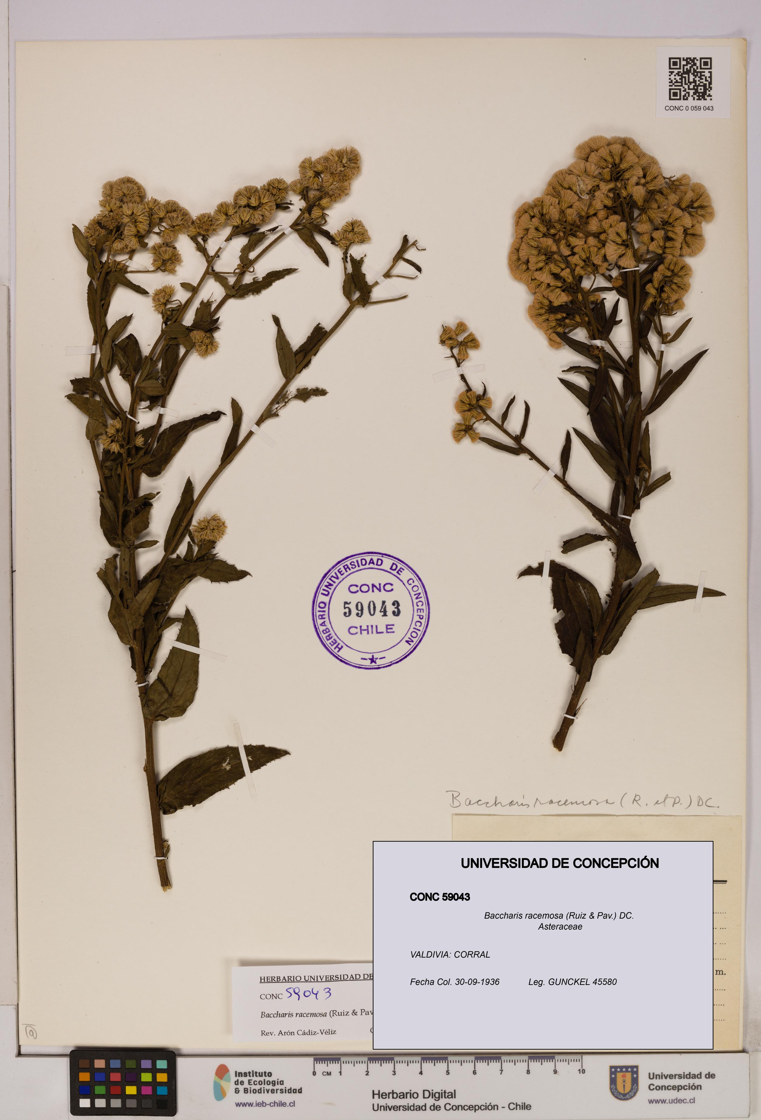 Baccharis racemosa [Espécimen: UDEC:CONC:0059043]