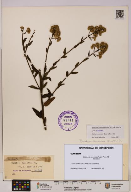 Baccharis racemosa [Espécimen: UDEC:CONC:0059044]