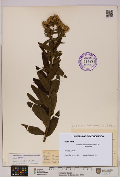 Baccharis racemosa [Espécimen: UDEC:CONC:0059045]
