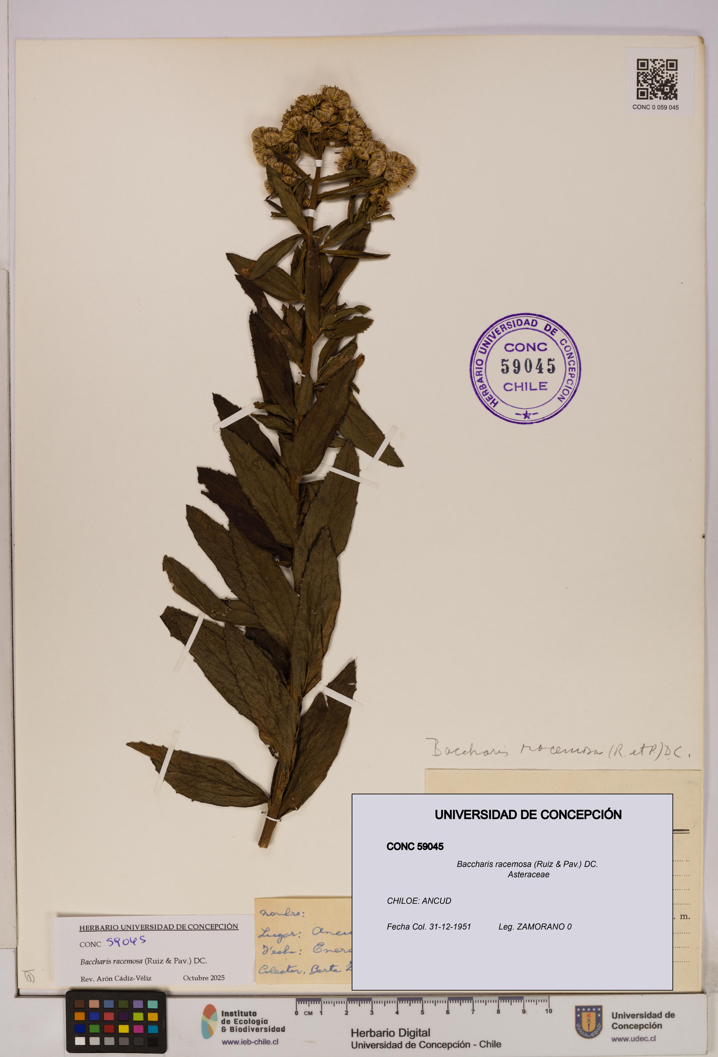 Baccharis racemosa [Espécimen: UDEC:CONC:0059045]