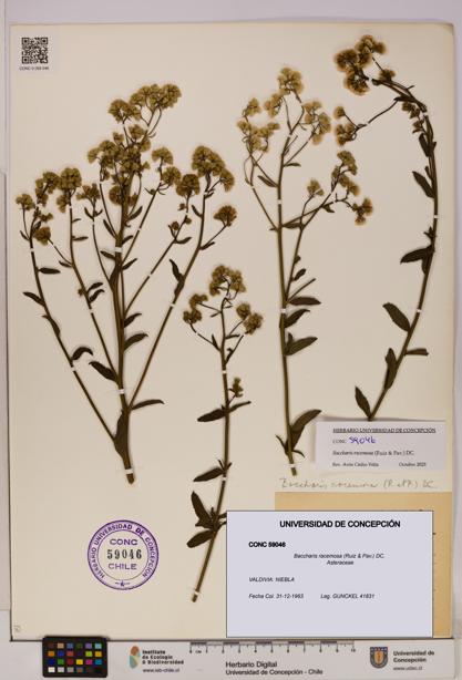 Baccharis racemosa [Espécimen: UDEC:CONC:0059046]